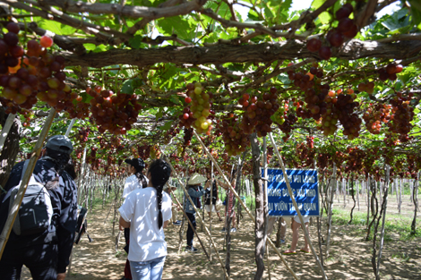 Nông dân Nguyễn Văn Mọi Tấm gương sáng về khởi nghiệp