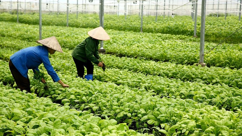 Bất động sản nông nghiệp: Tiềm năng lớn còn bỏ ngỏ