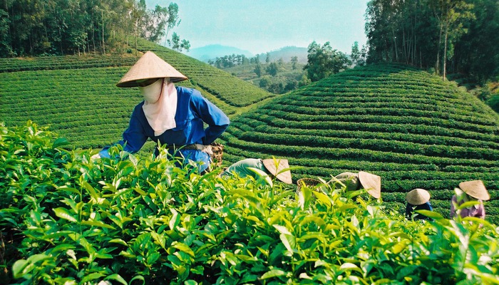 Xuất khẩu chè: Tái cơ cấu thị trường, hướng vào sản phẩm cao cấp