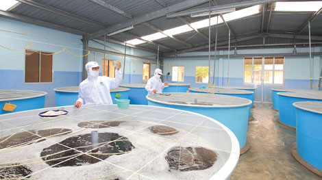 Xây dựng thương hiệu  “Tôm giống Ninh Thuận”  bền vững