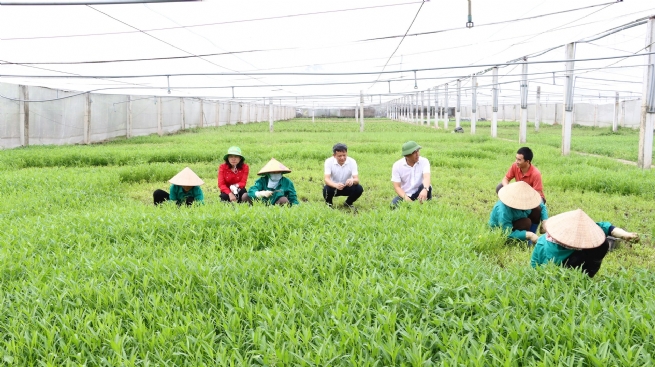 Thường Tín phát triển sản phẩm OCOP rau quả