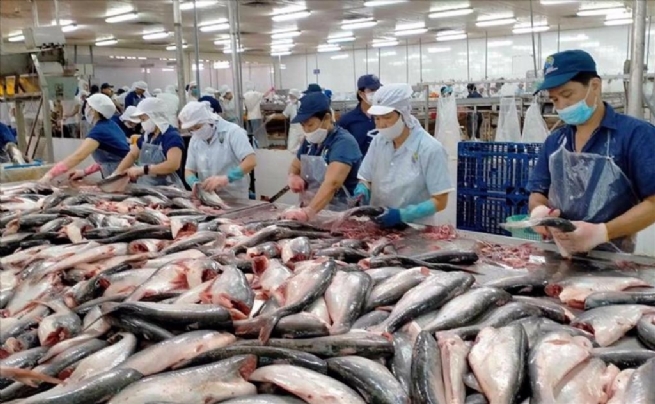Xuất khẩu cá tra sang Brazil: Giải quyết thách thức để tăng trưởng bền vững