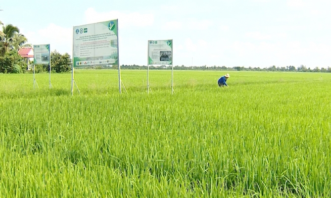 Đề án 1 triệu ha lúa Doanh nghiệp với nút thắt vốn và cơ chế