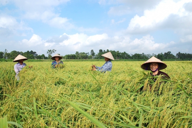 Phát triển sản phẩm OCOP từ vùng chuyên canh: Xây dựng thương hiệu vùng nông sản
