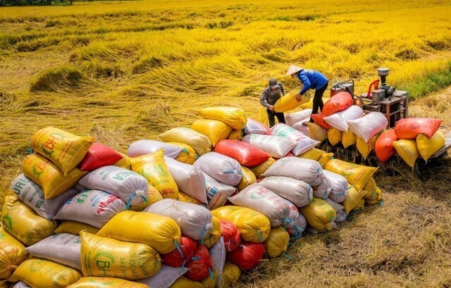 Duy trì đà xuất khẩu, gạo Việt khẳng định lợi thế nhờ chất lượng