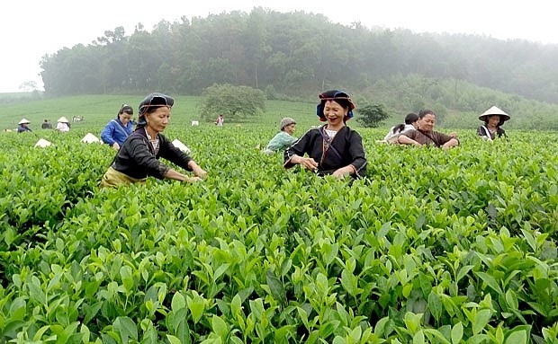 Trà Phong Hải: Xây dựng chuỗi giá trị bền vững, đưa nông sản Lào Cai vươn ra thế giới